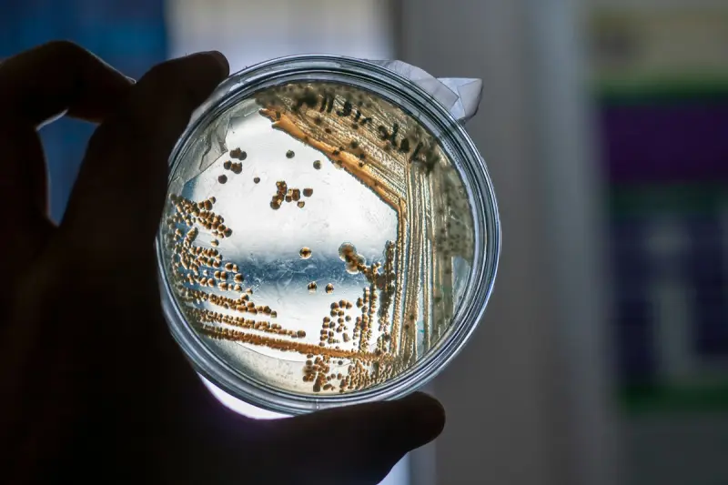 Placa de Petri con colonias bacterianas